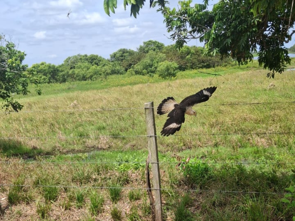 Hato el Cedral Gavilan sabanero - pichiguare